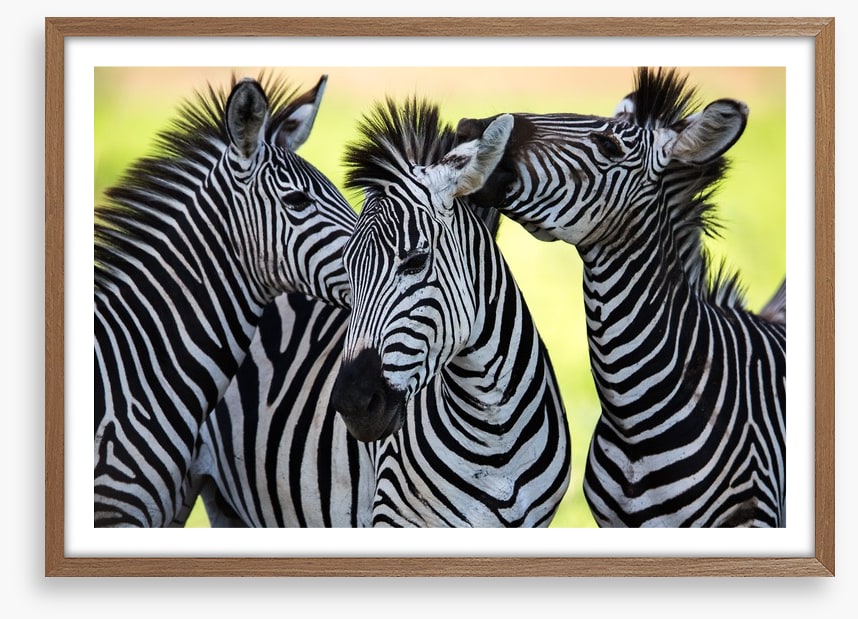 Kissing zebras
