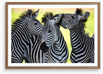 Kissing zebras