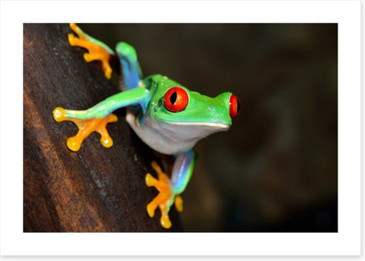 Red eye peeper