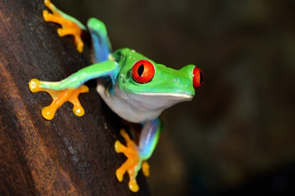 Red eye peeper
