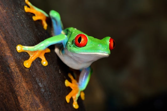 Red eye peeper