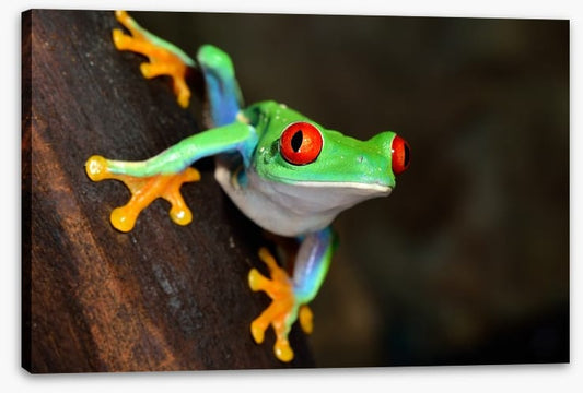 Red eye peeper