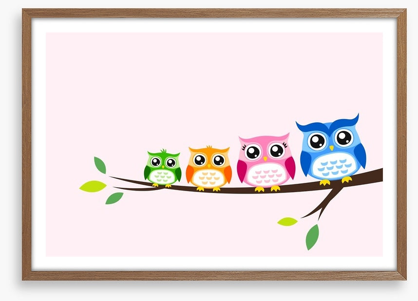 Rainbow owls