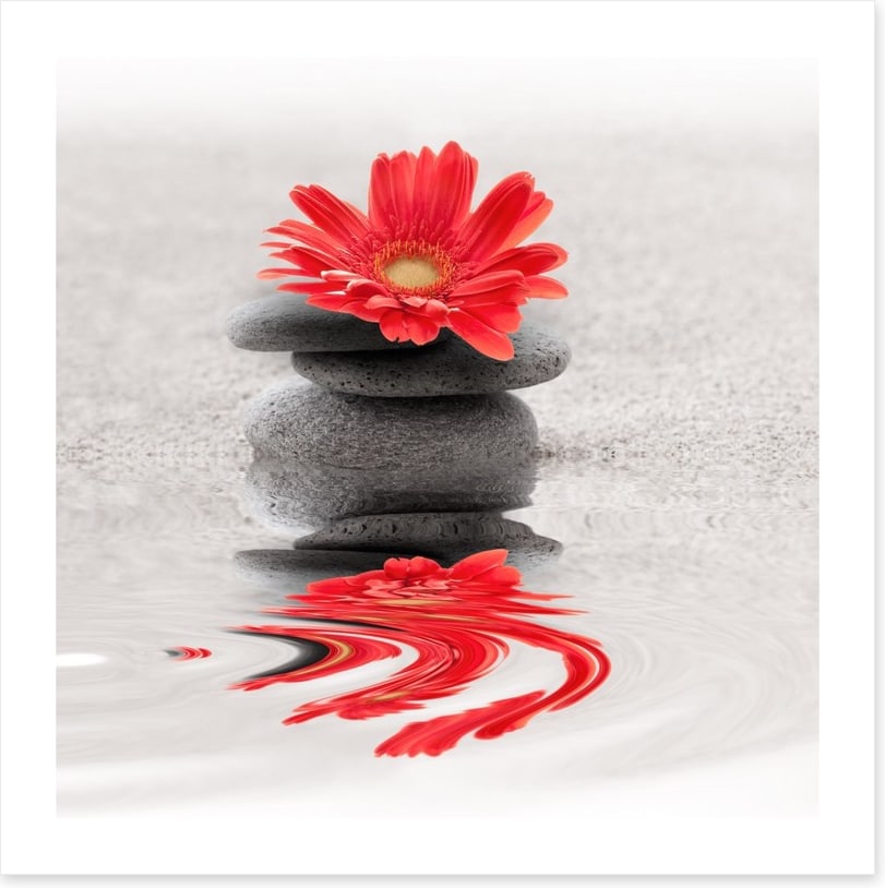 Gerbera reflections