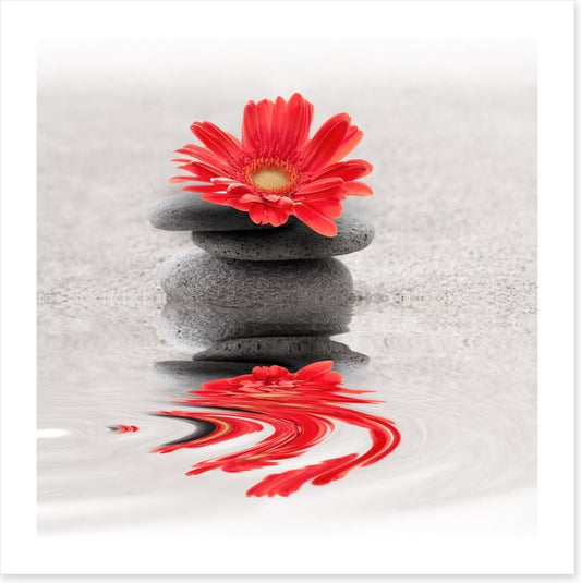 Gerbera reflections
