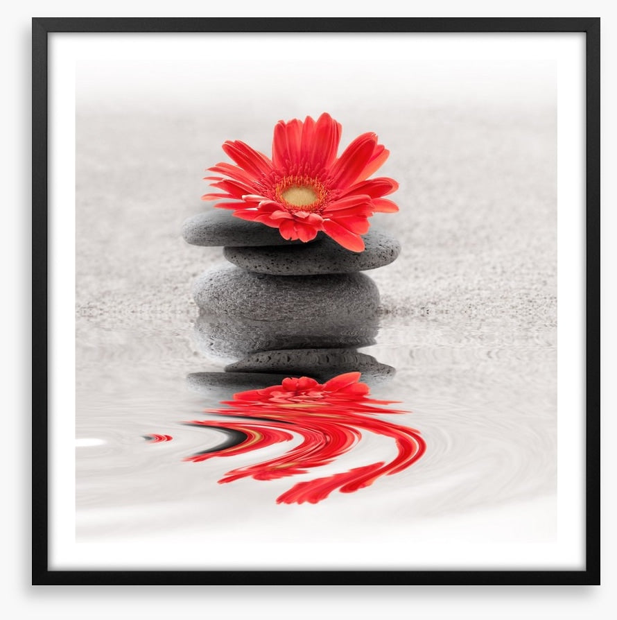Gerbera reflections