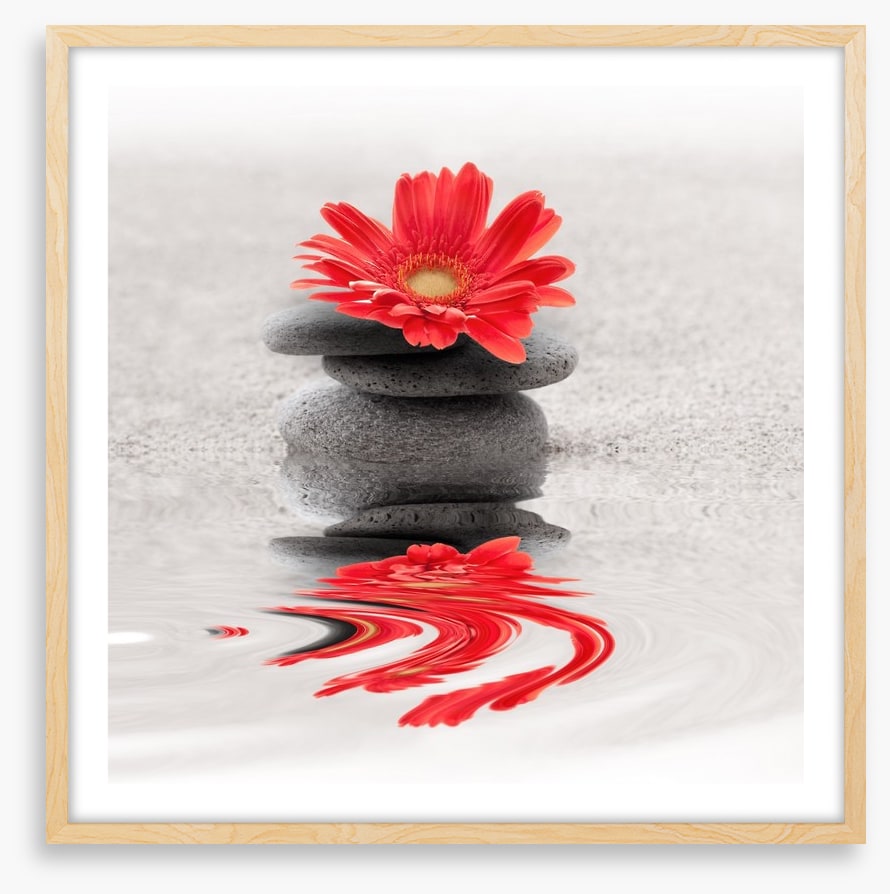 Gerbera reflections