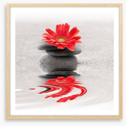 Gerbera reflections