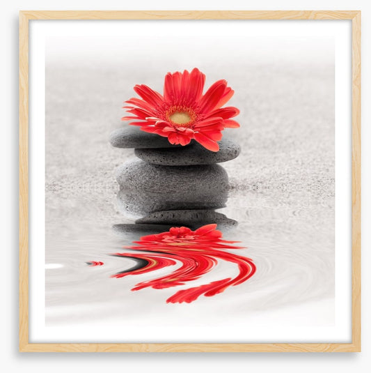 Gerbera reflections