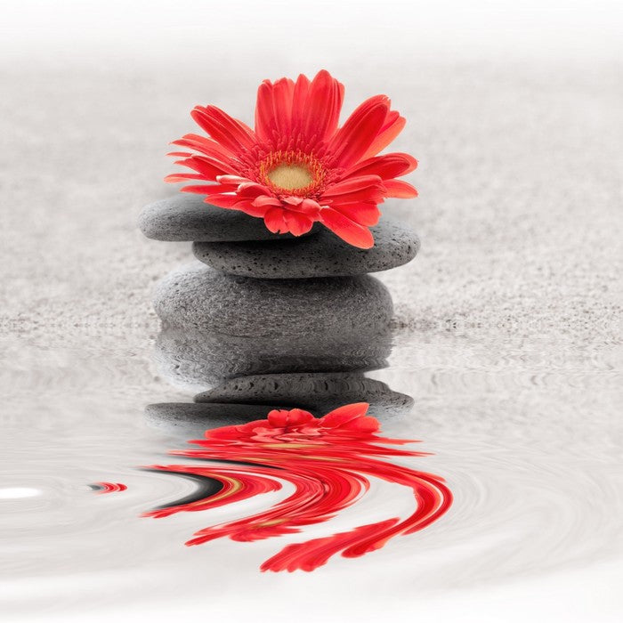 Gerbera reflections