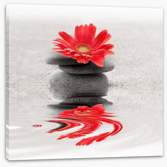 Gerbera reflections