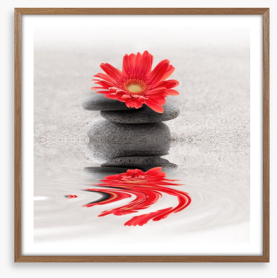 Gerbera reflections