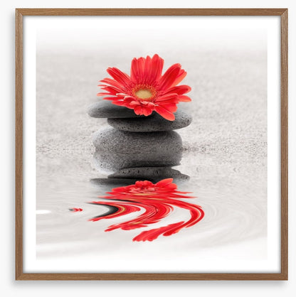 Gerbera reflections
