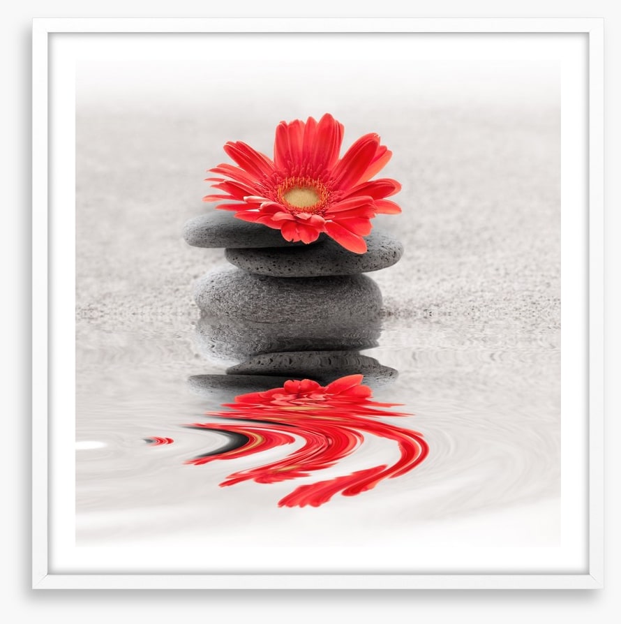 Gerbera reflections