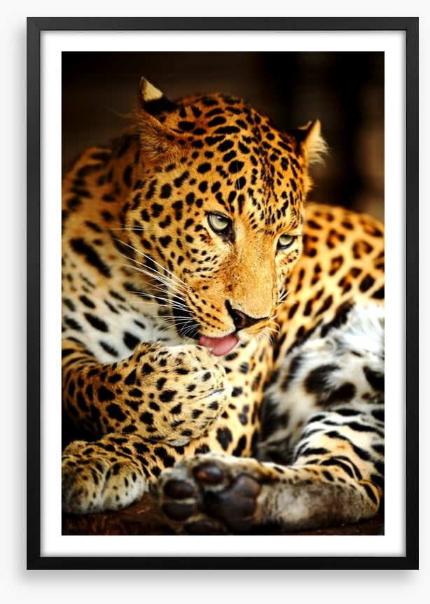A lick of the paw