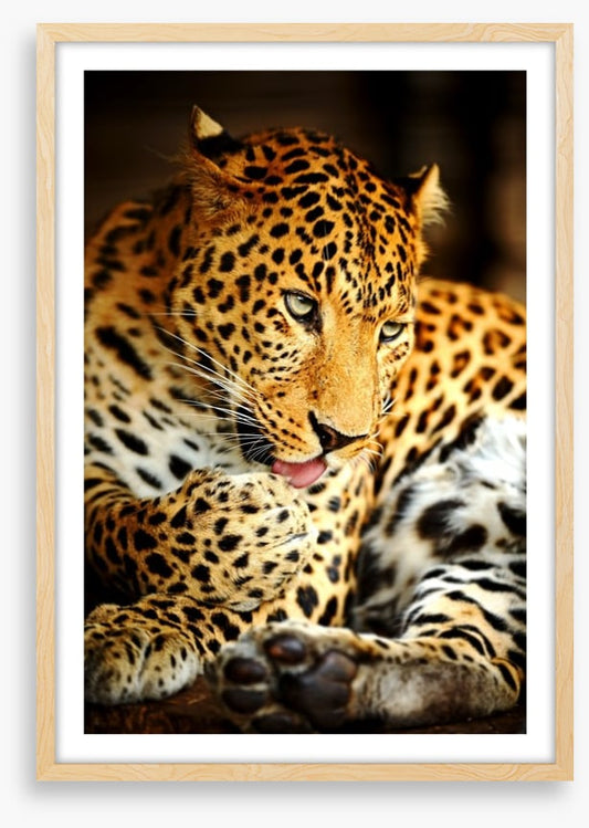 A lick of the paw