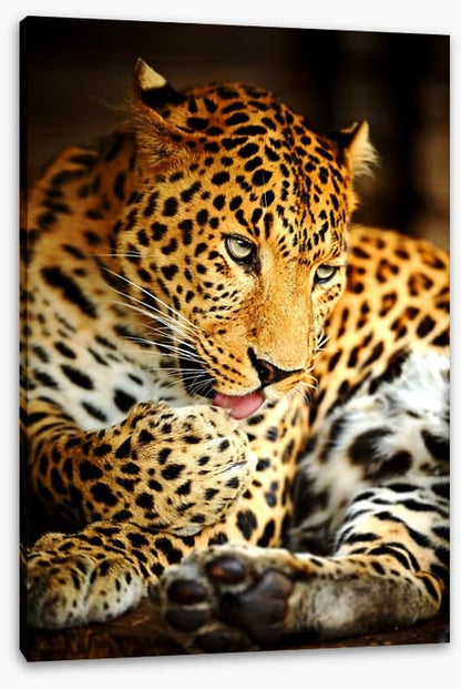 A lick of the paw