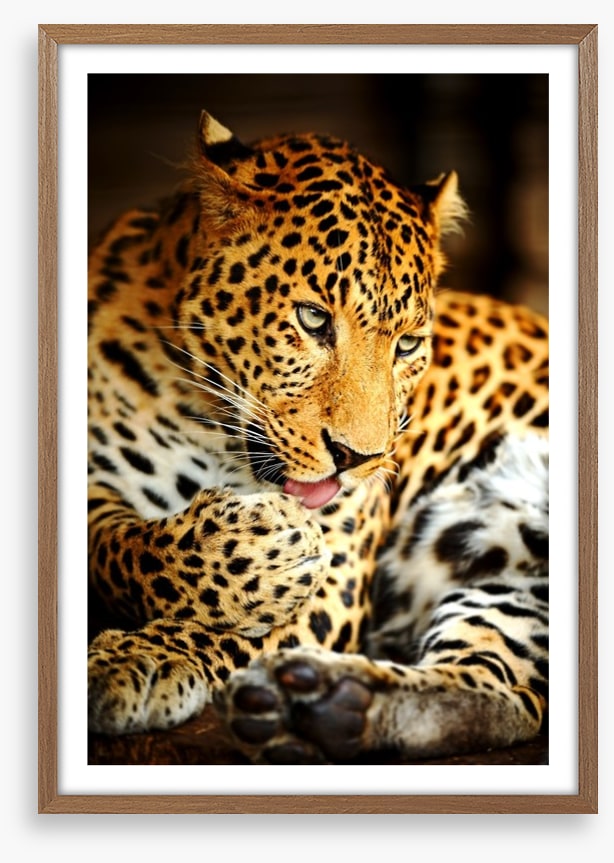 A lick of the paw