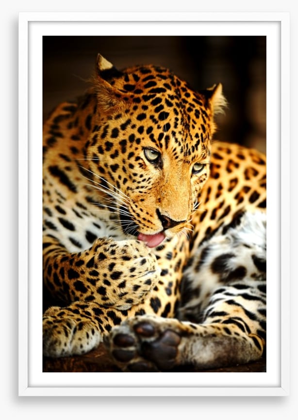 A lick of the paw