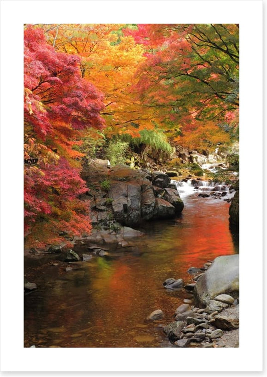 Autumn maple stream