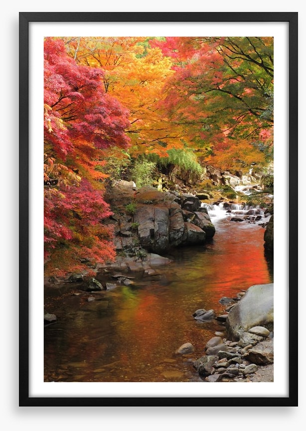 Autumn maple stream