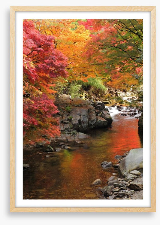 Autumn maple stream