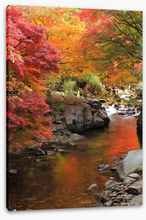 Autumn maple stream