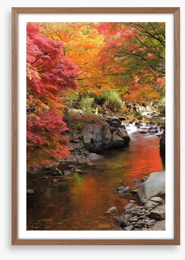 Autumn maple stream