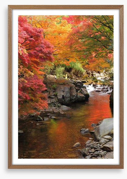 Autumn maple stream