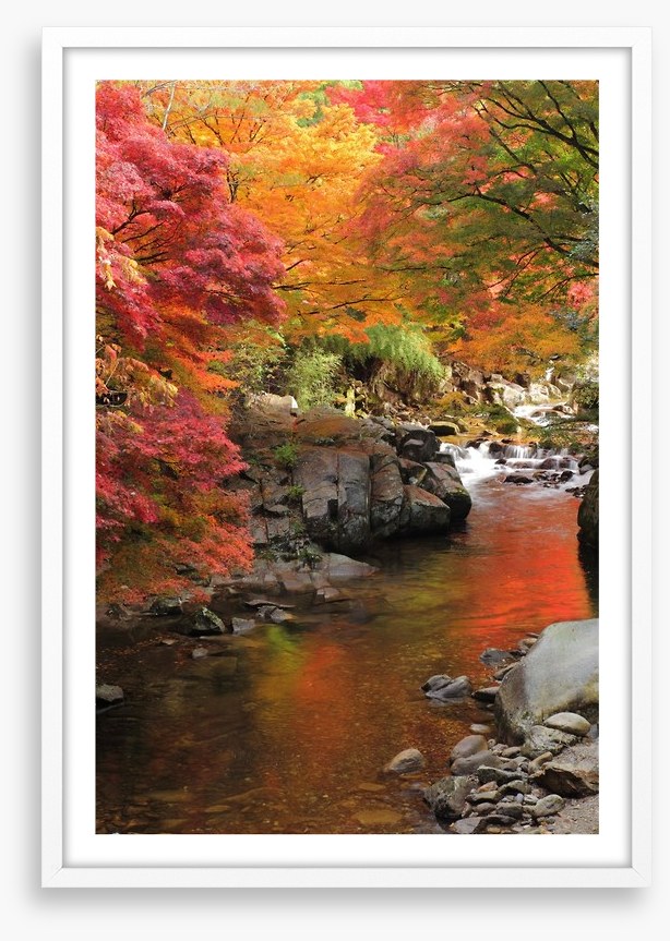 Autumn maple stream
