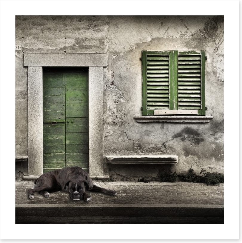 Boxer by the green door