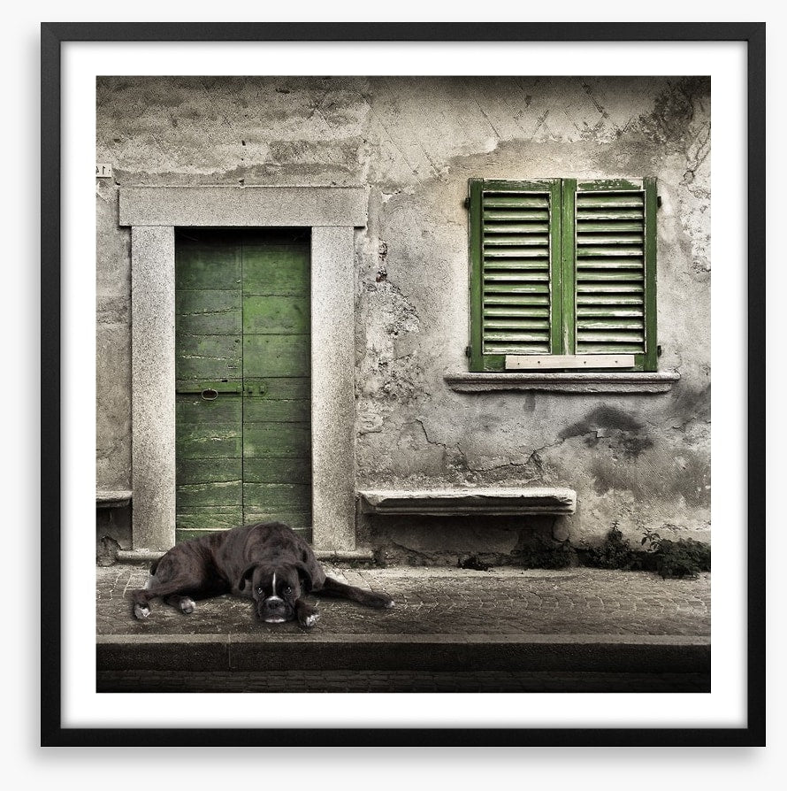 Boxer by the green door