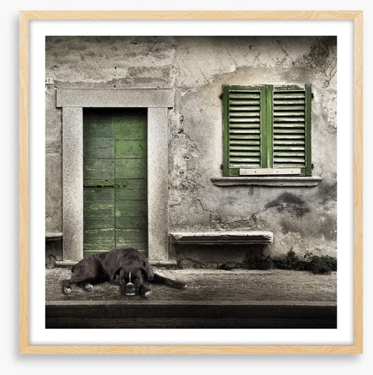 Boxer by the green door