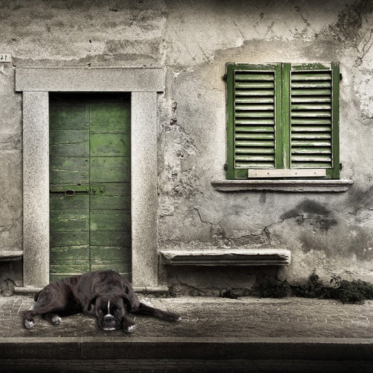 Boxer by the green door