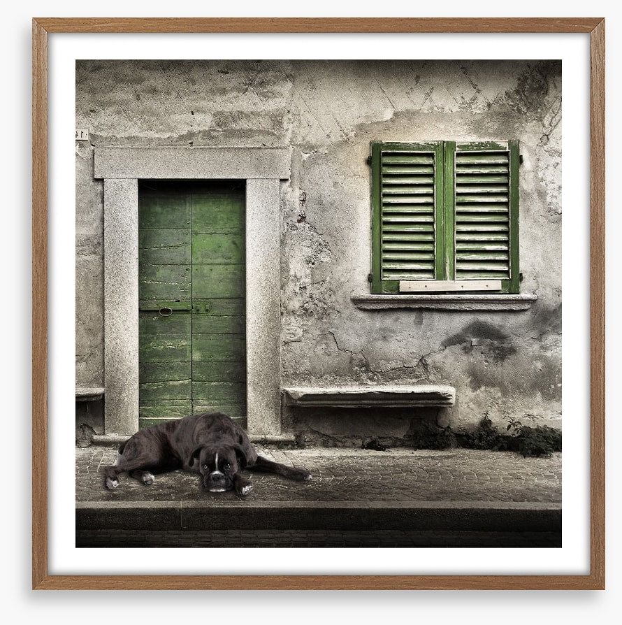Boxer by the green door