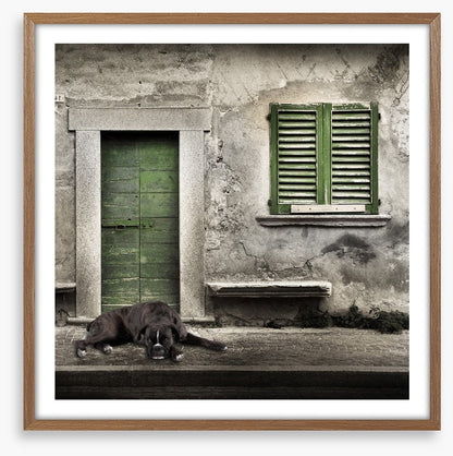 Boxer by the green door