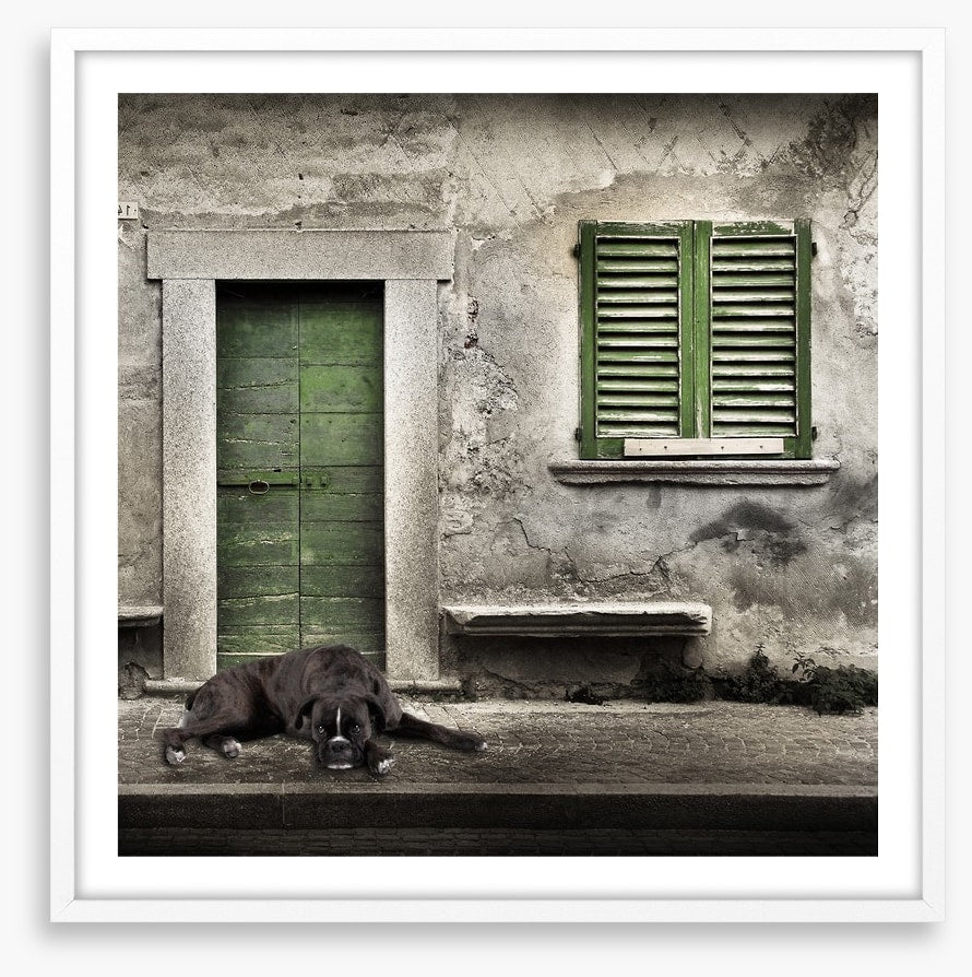 Boxer by the green door