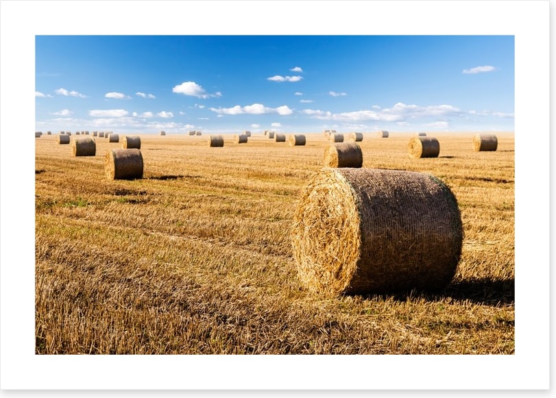 Late summer crop