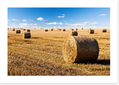 Late summer crop