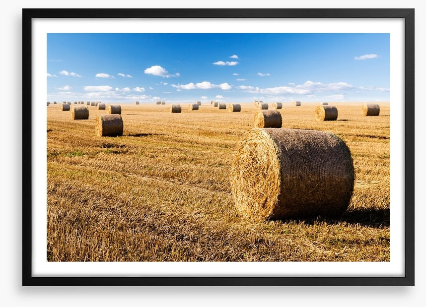 Late summer crop