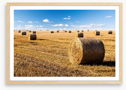 Late summer crop