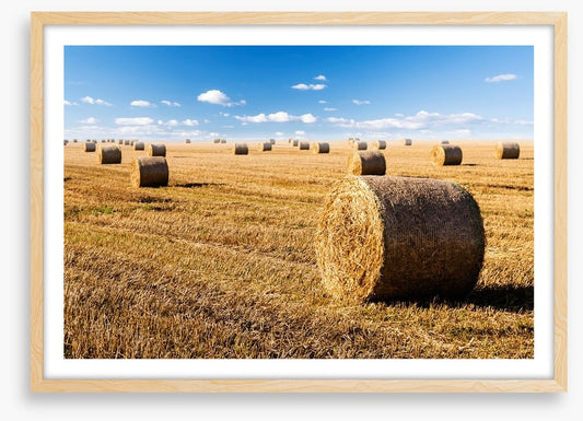 Late summer crop
