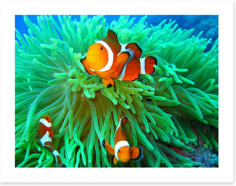 Nemo found