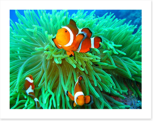 Nemo found