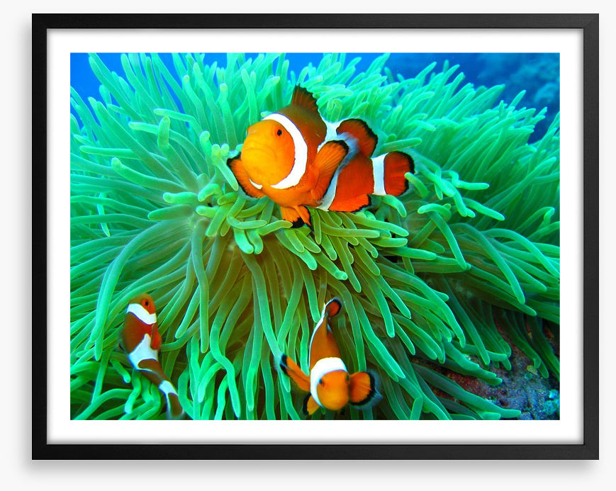 Nemo found