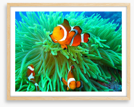 Nemo found