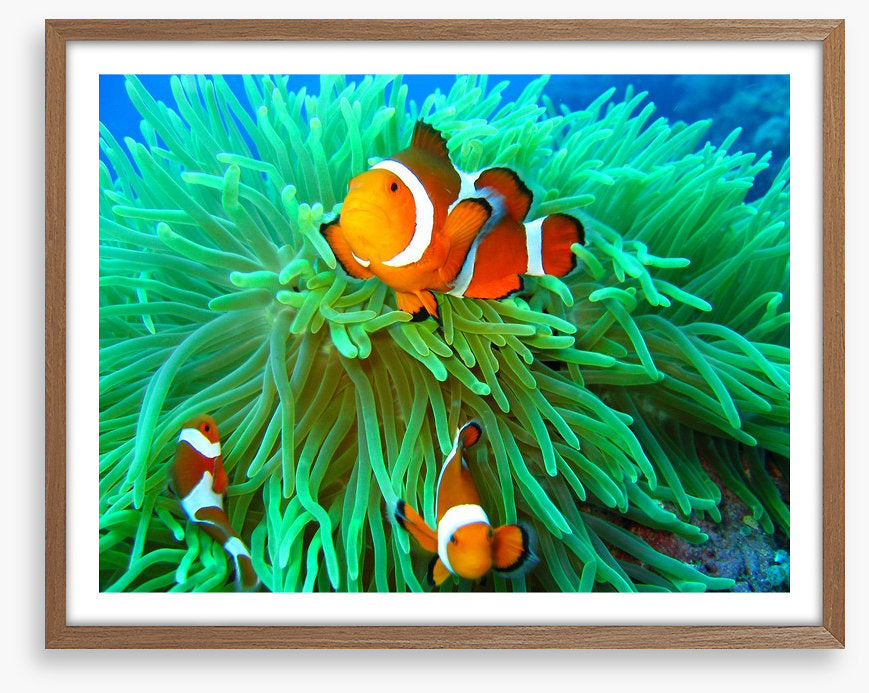 Nemo found