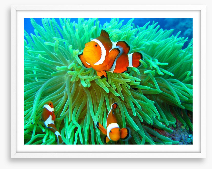 Nemo found