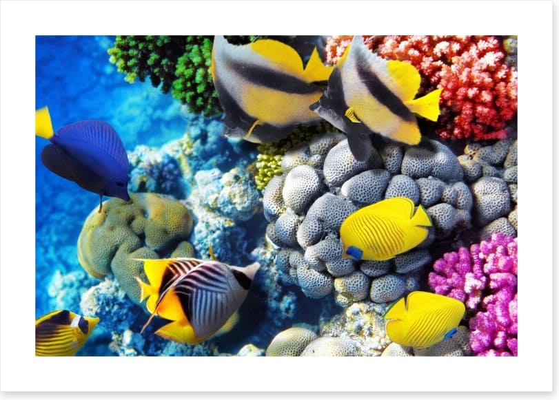 Finding Dory