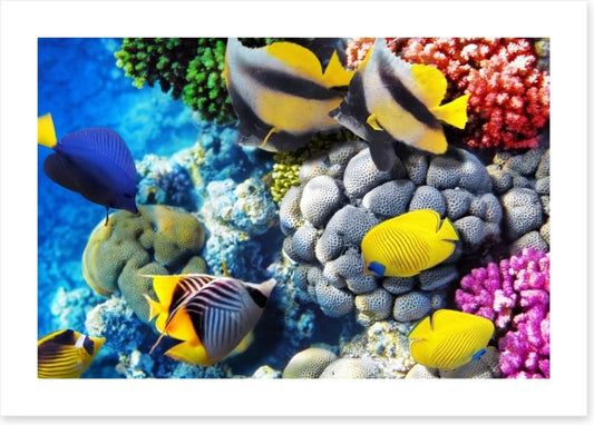 Finding Dory